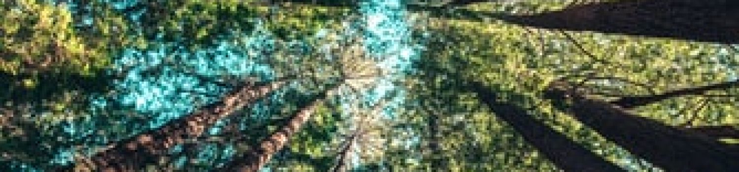 Green bonds image 8-17-2021 Green bonds image 8-17-2021